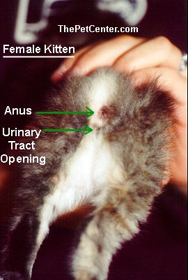 Determining the Sex of a Cat | Photos | Male of Female Kitten? | petMD