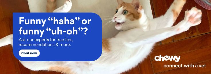 Get Instant Vet Help Via Chat or Video. Connect with a Vet. Chewy Health